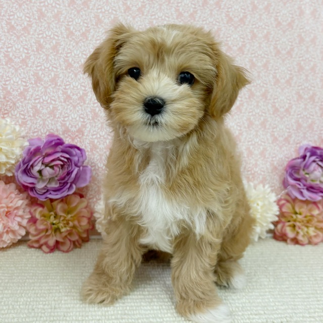 千葉県のハーフ犬・ミックス犬 (かねだい四街道店/2025年11月15日生まれ/女の子/アプリコット)の子犬の4枚目の画像