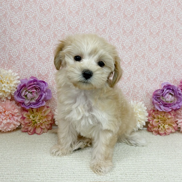 千葉県のハーフ犬・ミックス犬 (かねだい四街道店/2025年11月14日生まれ/女の子/アプリコット)の子犬の1枚目の画像