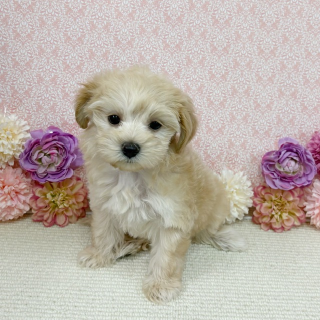 千葉県のハーフ犬・ミックス犬 (かねだい四街道店/2025年11月14日生まれ/女の子/アプリコット)の子犬の2枚目の画像