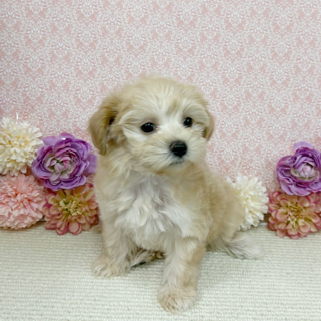 千葉県のハーフ犬・ミックス犬 (かねだい四街道店/2025年11月14日生まれ/女の子/アプリコット)の子犬の3枚目の画像