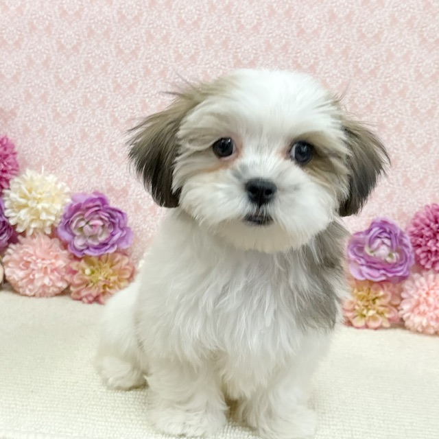 千葉県のハーフ犬・ミックス犬 (かねだい四街道店/2025年11月17日生まれ/男の子/ゴールドホワイト)の子犬の1枚目の画像