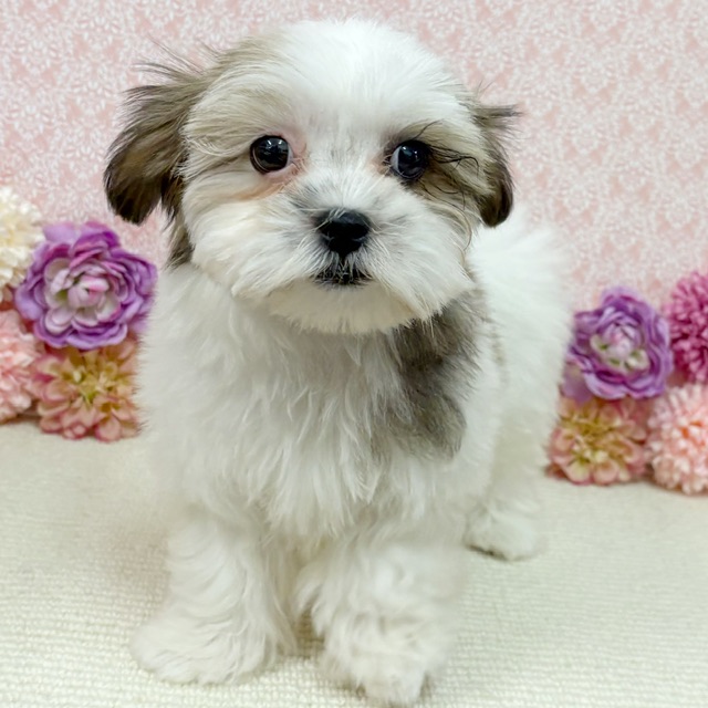 千葉県のハーフ犬・ミックス犬 (かねだい四街道店/2025年11月17日生まれ/男の子/ゴールドホワイト)の子犬の2枚目の画像