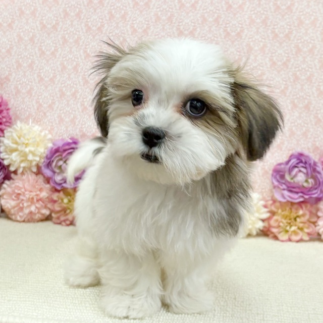 千葉県のハーフ犬・ミックス犬 (かねだい四街道店/2025年11月17日生まれ/男の子/ゴールドホワイト)の子犬の3枚目の画像