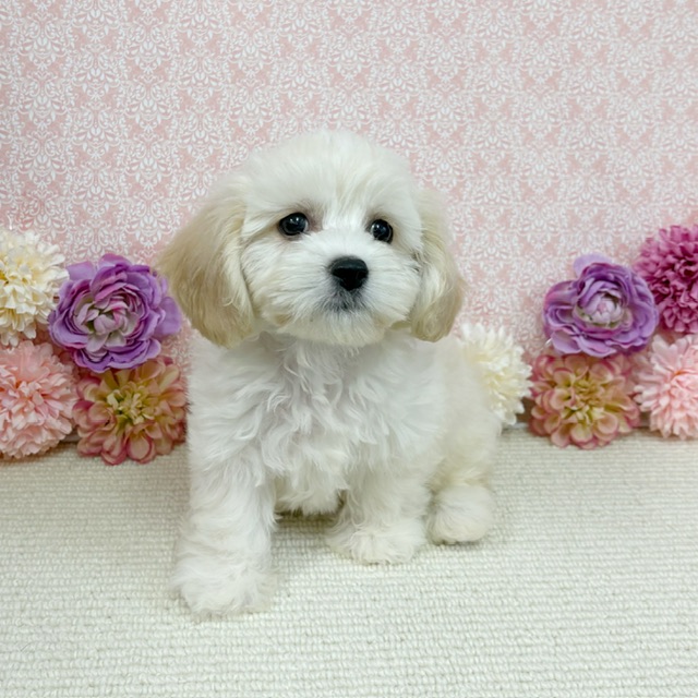 千葉県のハーフ犬・ミックス犬 (かねだい四街道店/2025年11月22日生まれ/女の子/クリーム)の子犬の2枚目の画像