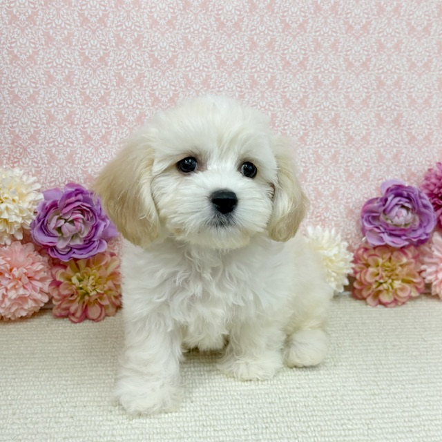 千葉県のハーフ犬・ミックス犬 (かねだい四街道店/2025年11月22日生まれ/女の子/クリーム)の子犬の3枚目の画像