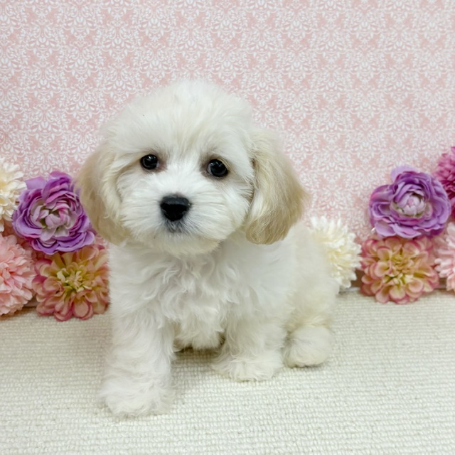 千葉県のハーフ犬・ミックス犬 (かねだい四街道店/2025年11月22日生まれ/女の子/クリーム)の子犬の4枚目の画像