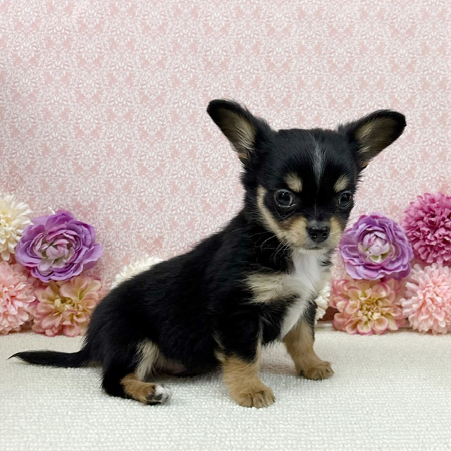 千葉県のチワワ(ロング) (かねだい四街道店/2025年11月30日生まれ/男の子/ブラックタン)の子犬の1枚目の画像