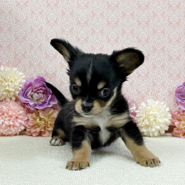 千葉県のチワワ(ロング) (かねだい四街道店/2025年11月30日生まれ/男の子/ブラックタン)の子犬の2枚目の画像