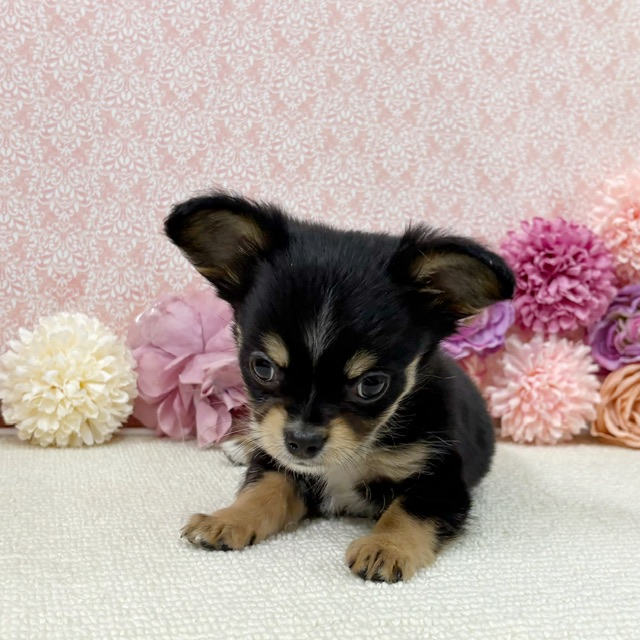 千葉県のチワワ(ロング) (かねだい四街道店/2025年11月30日生まれ/男の子/ブラックタン)の子犬の3枚目の画像