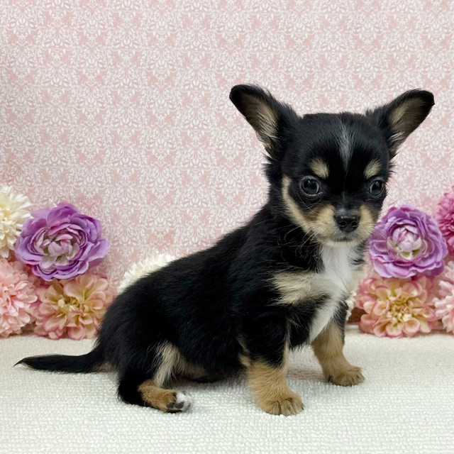 千葉県のチワワ(ロング) (かねだい四街道店/2025年11月30日生まれ/男の子/ブラックタン)の子犬の4枚目の画像