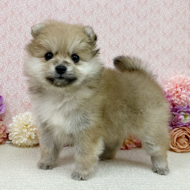 千葉県のポメラニアン (かねだい四街道店/2025年11月25日生まれ/女の子/オレンジ)の子犬の1枚目の画像