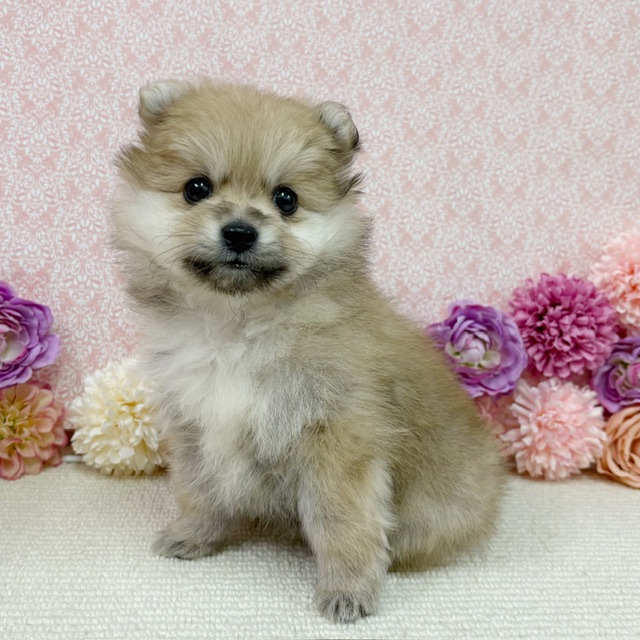千葉県のポメラニアン (かねだい四街道店/2025年11月25日生まれ/女の子/オレンジ)の子犬の2枚目の画像