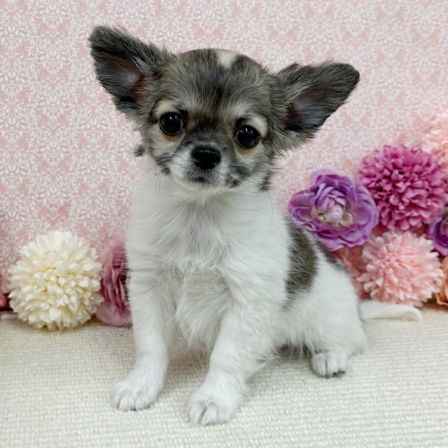 千葉県のチワワ(ロング) (かねだい四街道店/2025年11月25日生まれ/男の子/パーティーカラー)の子犬の1枚目の画像