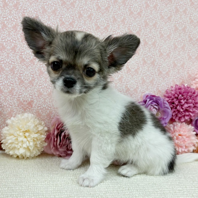 千葉県のチワワ(ロング) (かねだい四街道店/2025年11月25日生まれ/男の子/パーティーカラー)の子犬の2枚目の画像