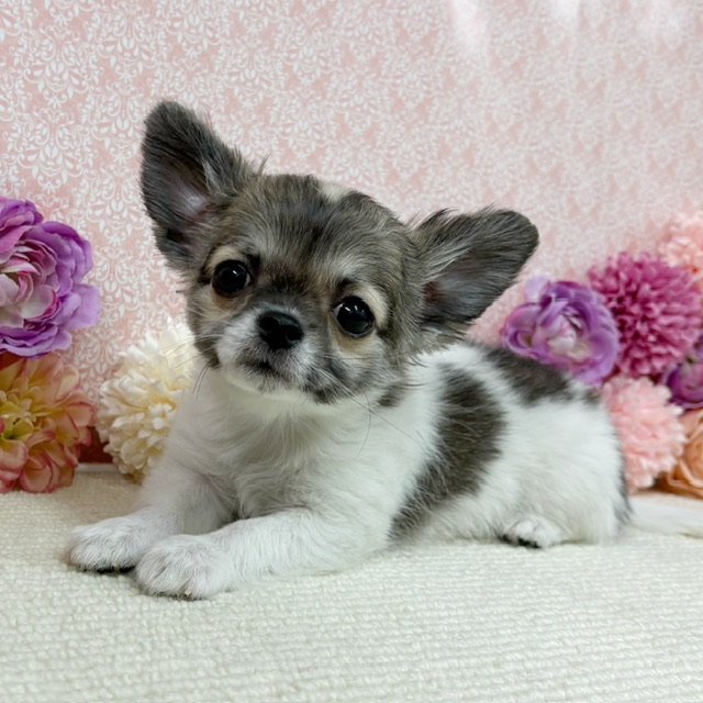 千葉県のチワワ(ロング) (かねだい四街道店/2025年11月25日生まれ/男の子/パーティーカラー)の子犬の4枚目の画像
