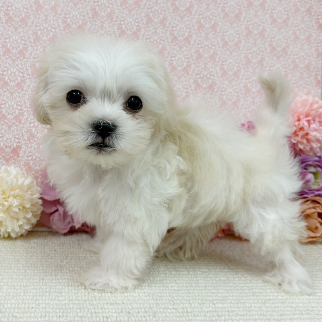 千葉県のハーフ犬・ミックス犬 (かねだい四街道店/2025年11月29日生まれ/男の子/クリーム)の子犬の2枚目の画像