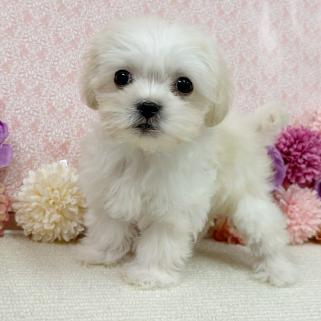 千葉県のハーフ犬・ミックス犬 (かねだい四街道店/2025年11月29日生まれ/男の子/クリーム)の子犬の3枚目の画像