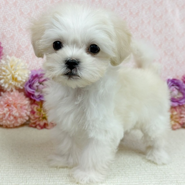 千葉県のハーフ犬・ミックス犬 (かねだい四街道店/2025年11月29日生まれ/男の子/クリーム)の子犬の4枚目の画像