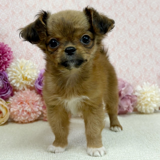 千葉県のハーフ犬・ミックス犬 (かねだい四街道店/2025年11月29日生まれ/女の子/レッド)の子犬の1枚目の画像