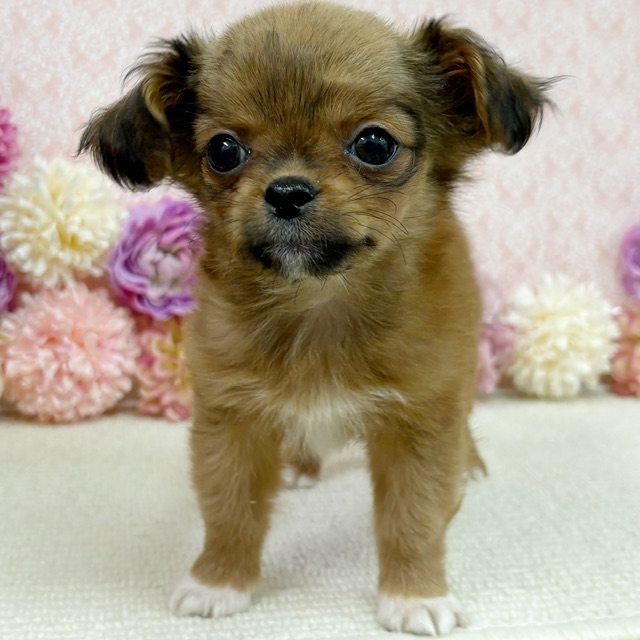 千葉県のハーフ犬・ミックス犬 (かねだい四街道店/2025年11月29日生まれ/女の子/レッド)の子犬の2枚目の画像