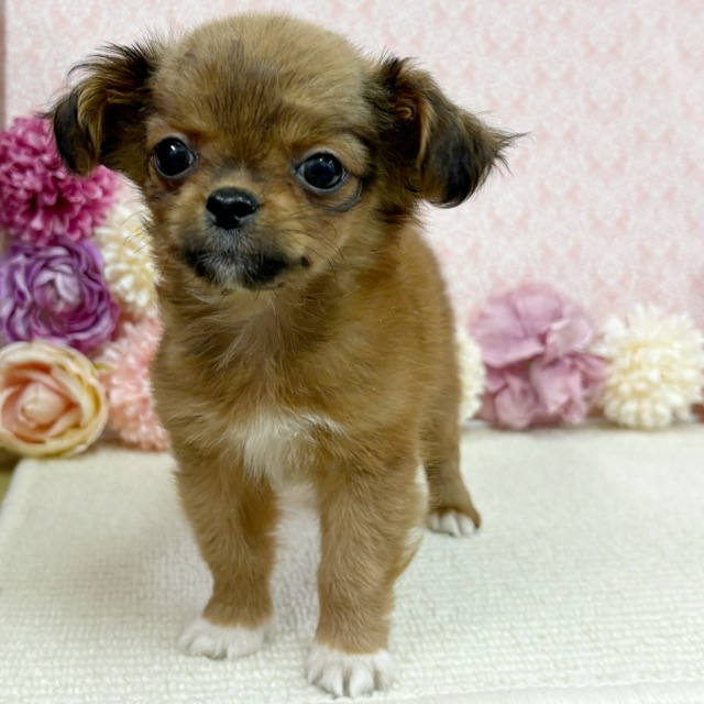 千葉県のハーフ犬・ミックス犬 (かねだい四街道店/2025年11月29日生まれ/女の子/レッド)の子犬の3枚目の画像