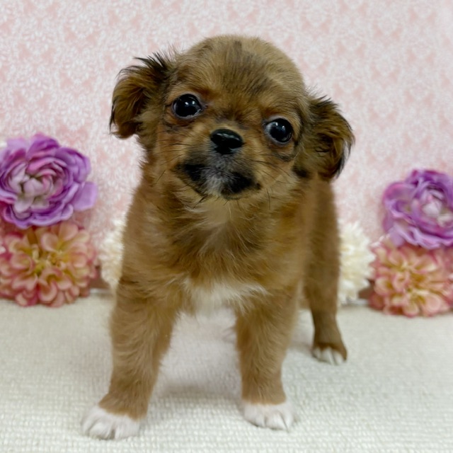 千葉県のハーフ犬・ミックス犬 (かねだい四街道店/2025年11月29日生まれ/女の子/レッド)の子犬の4枚目の画像