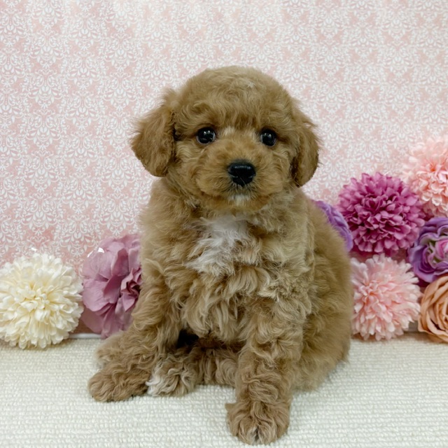 千葉県のハーフ犬・ミックス犬 (かねだい四街道店/2025年12月5日生まれ/男の子/アプリコット)の子犬の1枚目の画像