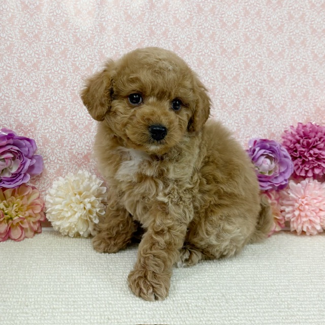 千葉県のハーフ犬・ミックス犬 (かねだい四街道店/2025年12月5日生まれ/男の子/アプリコット)の子犬の2枚目の画像