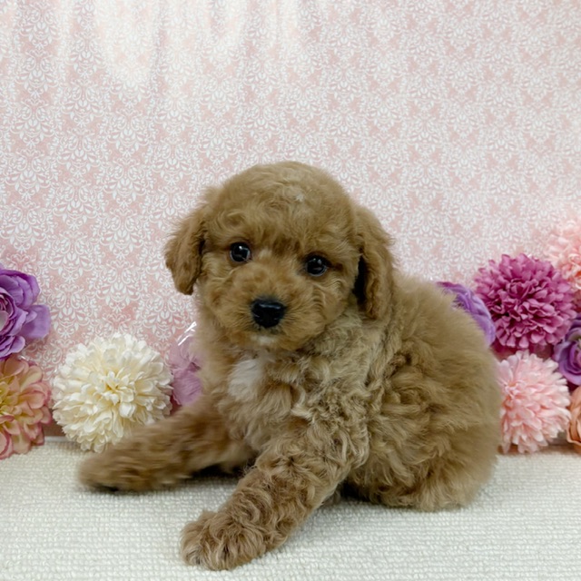 千葉県のハーフ犬・ミックス犬 (かねだい四街道店/2025年12月5日生まれ/男の子/アプリコット)の子犬の3枚目の画像