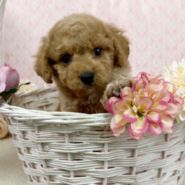 千葉県のハーフ犬・ミックス犬 (かねだい四街道店/2025年12月5日生まれ/男の子/アプリコット)の子犬の4枚目の画像