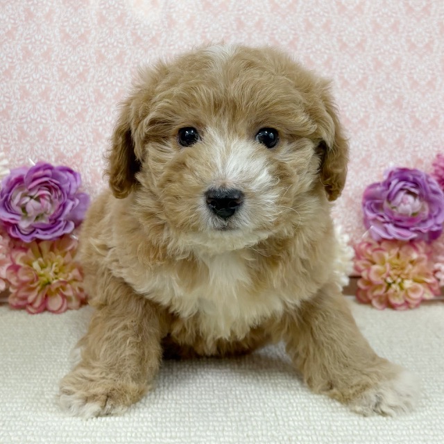 千葉県のハーフ犬・ミックス犬 (かねだい四街道店/2025年11月22日生まれ/女の子/レッドホワイト)の子犬の1枚目の画像