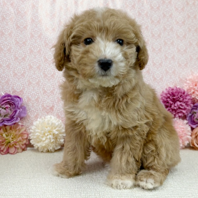 千葉県のハーフ犬・ミックス犬 (かねだい四街道店/2025年11月22日生まれ/女の子/レッドホワイト)の子犬の2枚目の画像