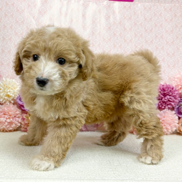 千葉県のハーフ犬・ミックス犬 (かねだい四街道店/2025年11月22日生まれ/女の子/レッドホワイト)の子犬の3枚目の画像