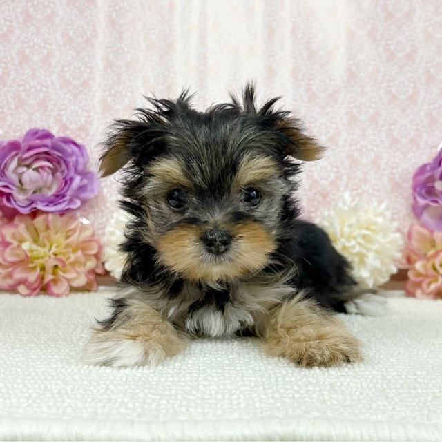 千葉県のハーフ犬・ミックス犬 (かねだい四街道店/2025年12月6日生まれ/女の子/ブラックホワイト)の子犬の1枚目の画像