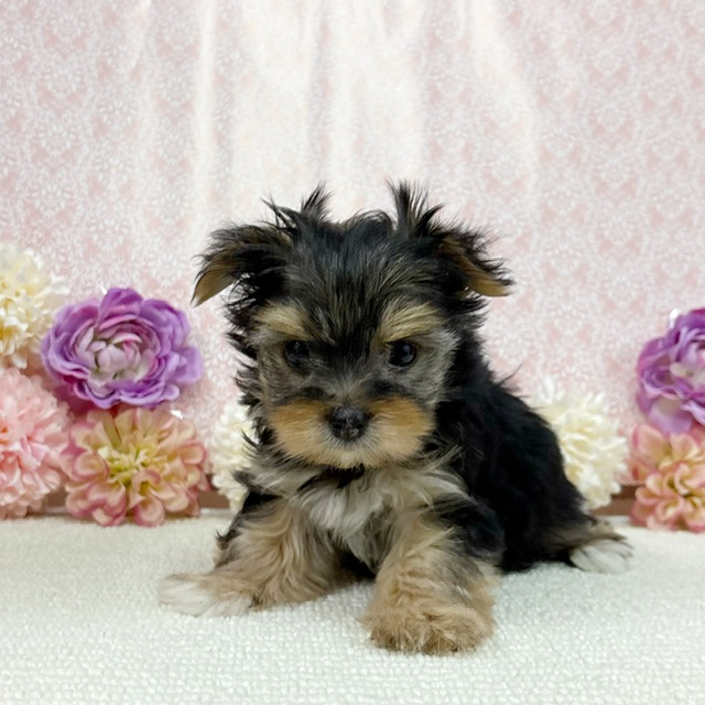 千葉県のハーフ犬・ミックス犬 (かねだい四街道店/2025年12月6日生まれ/女の子/ブラックホワイト)の子犬の3枚目の画像