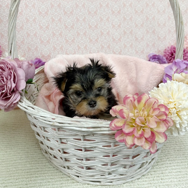 千葉県のハーフ犬・ミックス犬 (かねだい四街道店/2025年12月6日生まれ/女の子/ブラックホワイト)の子犬の4枚目の画像