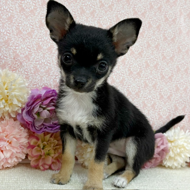 千葉県のチワワ(ロング) (かねだい四街道店/2025年11月30日生まれ/男の子/ブラックタンホワイト)の子犬の1枚目の画像