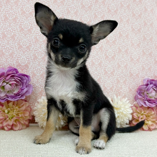 千葉県のチワワ(ロング) (かねだい四街道店/2025年11月30日生まれ/男の子/ブラックタンホワイト)の子犬の2枚目の画像