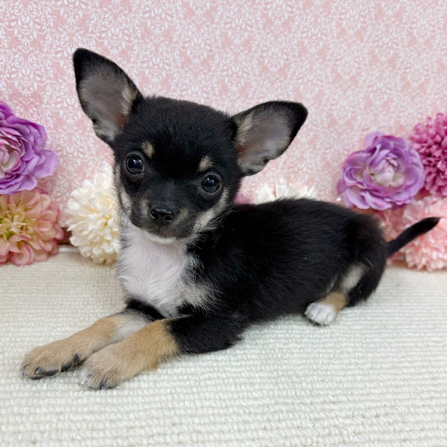 千葉県のチワワ(ロング) (かねだい四街道店/2025年11月30日生まれ/男の子/ブラックタンホワイト)の子犬の3枚目の画像