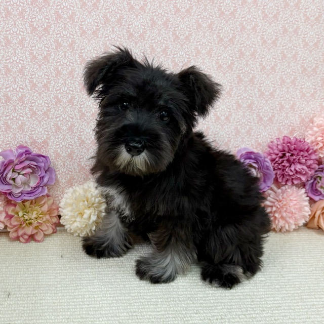 千葉県のミニチュアシュナウザー (かねだい四街道店/2025年11月9日生まれ/男の子/ソルトペッパー)の子犬の1枚目の画像