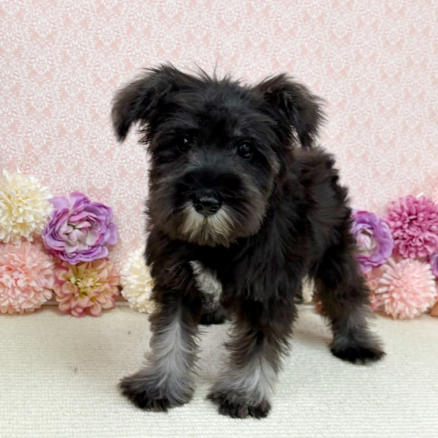 千葉県のミニチュアシュナウザー (かねだい四街道店/2025年11月9日生まれ/男の子/ソルトペッパー)の子犬の2枚目の画像