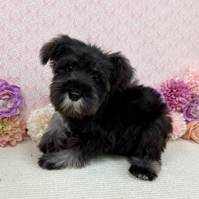 千葉県のミニチュアシュナウザー (かねだい四街道店/2025年11月9日生まれ/男の子/ソルトペッパー)の子犬の3枚目の画像