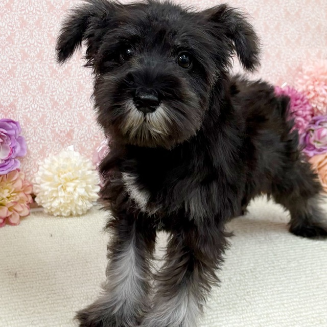 千葉県のミニチュアシュナウザー (かねだい四街道店/2025年11月9日生まれ/男の子/ソルトペッパー)の子犬の4枚目の画像