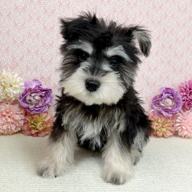 千葉県のミニチュアシュナウザー (かねだい四街道店/2025年11月9日生まれ/男の子/ブラックシルバー)の子犬の1枚目の画像