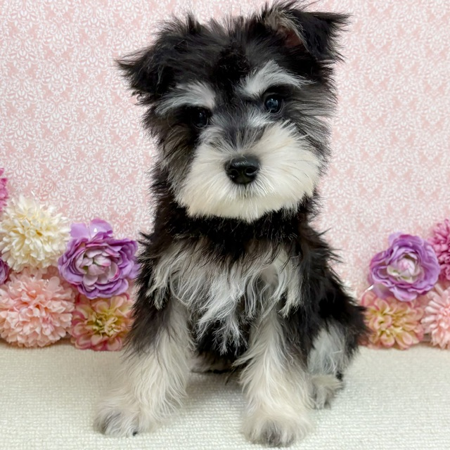 千葉県のミニチュアシュナウザー (かねだい四街道店/2025年11月9日生まれ/男の子/ブラックシルバー)の子犬の2枚目の画像