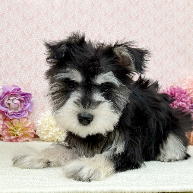 千葉県のミニチュアシュナウザー (かねだい四街道店/2025年11月9日生まれ/男の子/ブラックシルバー)の子犬の3枚目の画像