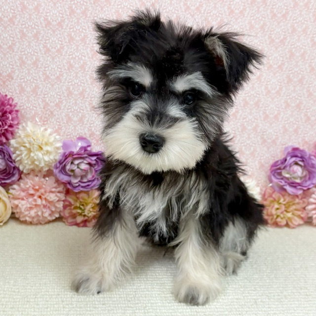 千葉県のミニチュアシュナウザー (かねだい四街道店/2025年11月9日生まれ/男の子/ブラックシルバー)の子犬の4枚目の画像