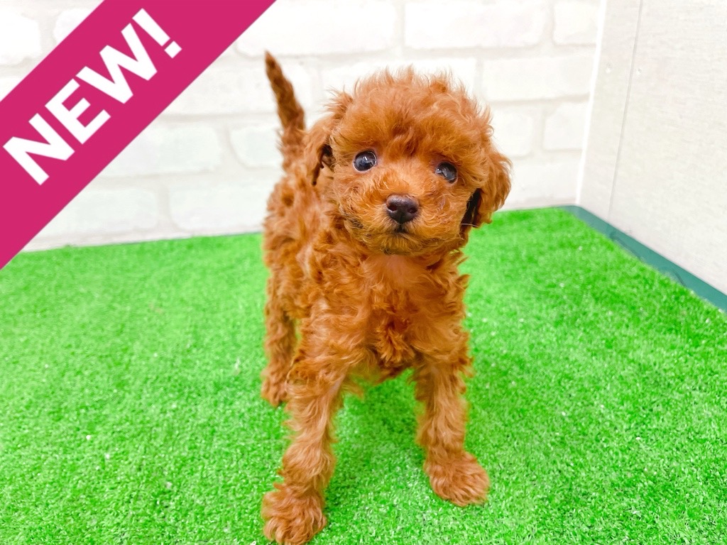 東京都のトイプードル(トイ) (かねだい立川店/2025年12月13日生まれ/女の子/レッド)の子犬の1枚目の画像