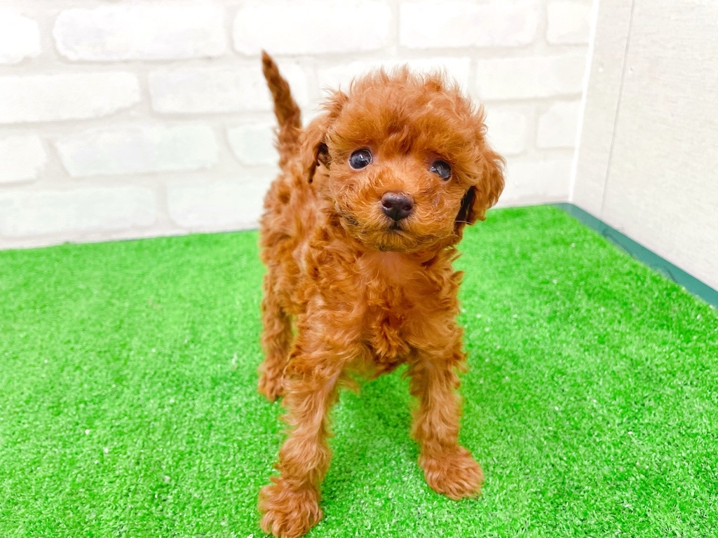 東京都のトイプードル(トイ) (かねだい立川店/2025年12月13日生まれ/女の子/レッド)の子犬の2枚目の画像