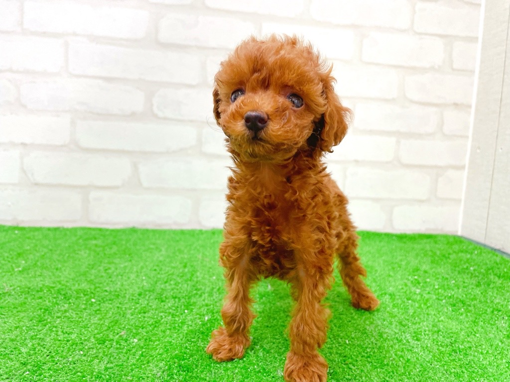 東京都のトイプードル(トイ) (かねだい立川店/2025年12月13日生まれ/女の子/レッド)の子犬の3枚目の画像
